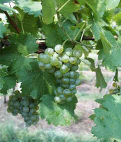 Some Fresh and Healthy Grapes.